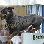 Havoc vom Waldbach
