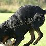 Cortez Orso Black Touch
