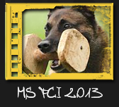 MS FCI IPO 2013